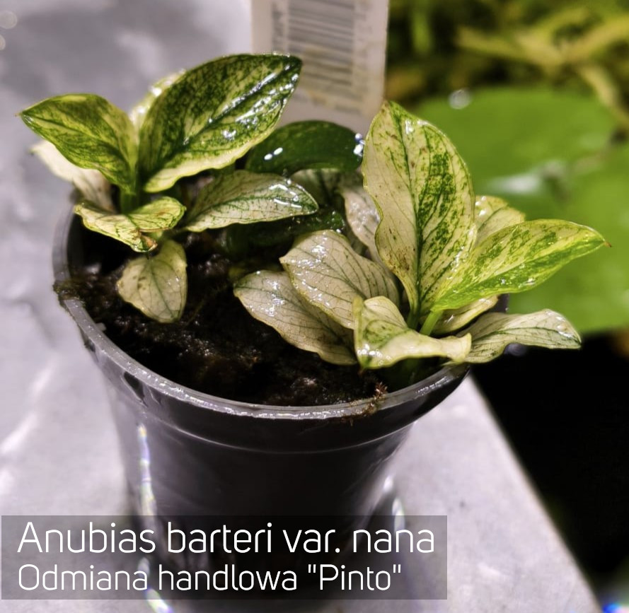 Anubias barteri var. nana "Pinto"